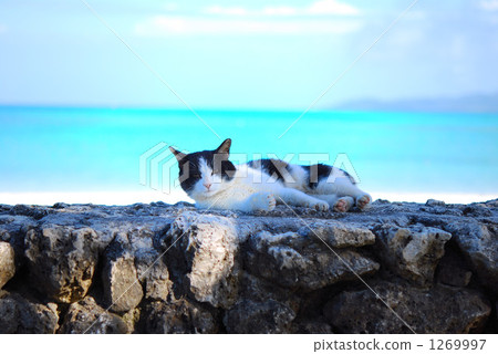 stone wall, stonewall, cat 1269997