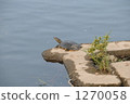 Squirrel 1270058