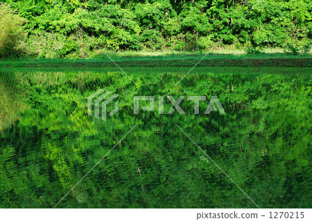 Trees reflected in paddy field 1270215