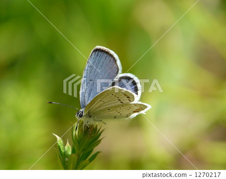 “淡藍色燕子 - 燕尾魚（雄性）~②” 1270217