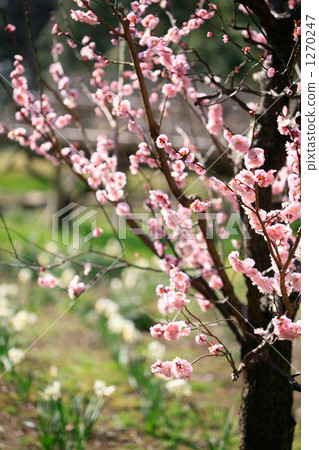 Red plums and daffodils in full bloom 1270247
