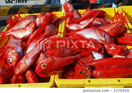 beryx splendens, red snapper, splendid alfonsino 1270428