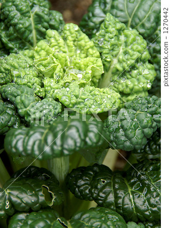 抗皺Yukina 1270442