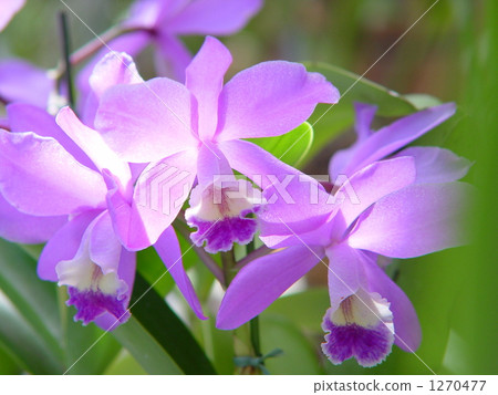 Orchid Cattleya · Orchid family 11 1270477