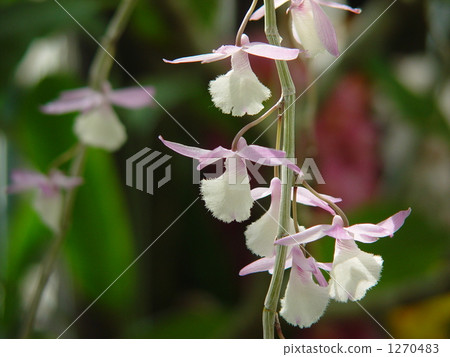 Orchid Dendrobium Pierlady · Orchidaceae 03 Orchid Dendrobium Pierlady · Orchidaceae 03 1270483