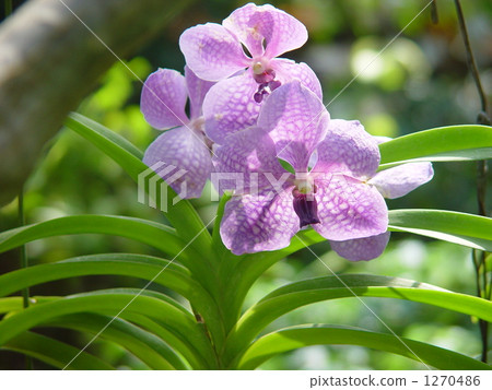 Orchid Banda · Orchid family 10 Orchid Banda · Orchid family 10 1270486