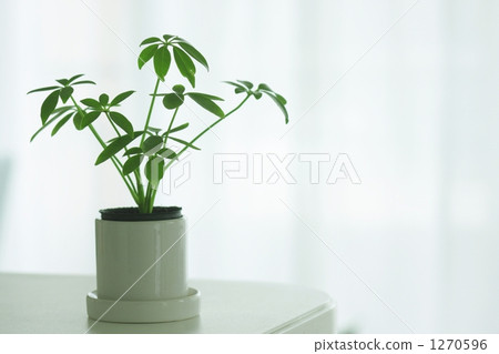 室內盆栽 觀葉植物 木棉 1270596