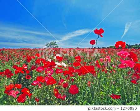red poppy, flower garden, flower field 1270850