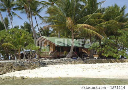 coconut palm tree, palm tree, palm-tree 1271114