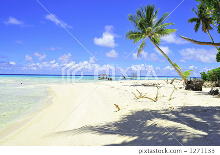 coconut palm tree, palm tree, palm-tree 1271133