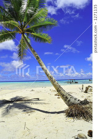 棕櫚樹 夏天 夏季 1271135