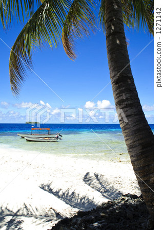 coconut palm tree, palm tree, palm-tree 1271142