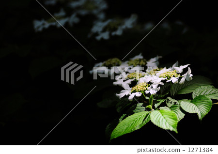 日本雪球 粉糰 花朵 1271384