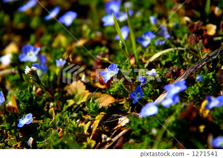 婆婆納 安曇野 野花 1271541