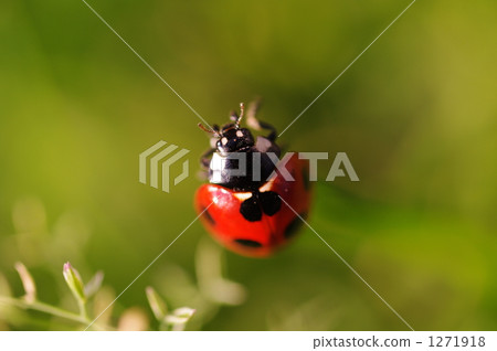 Winter red ladybug Winter red ladybug 1271918