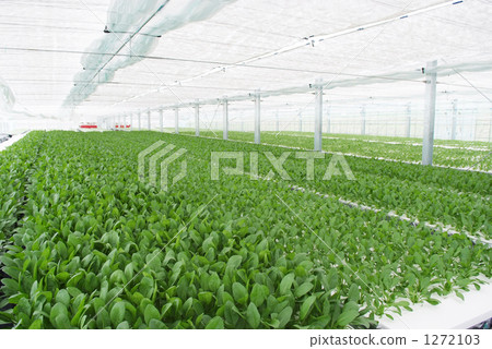 House cultivated spinach 1272103
