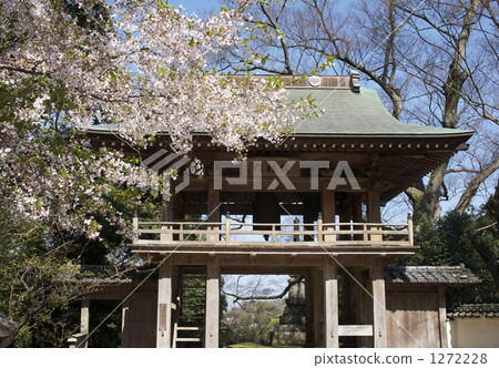 國東半島 吉野櫻花樹 寺院 1272228