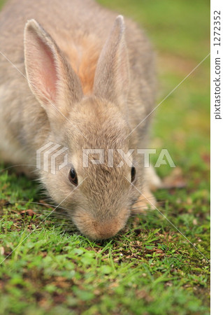 Rabbit  1272352
