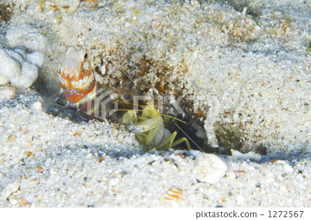 水生的 水下 在水中 1272567