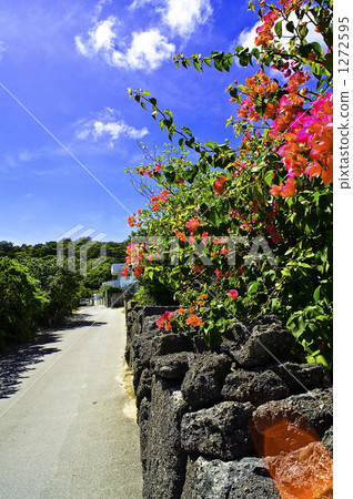 alleyway, bougainvillea, bougainvillaea 1272595