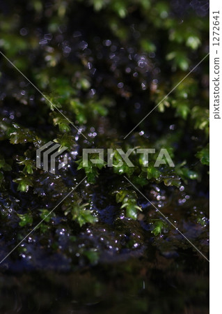 peat moss, green 1272641