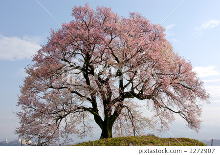 Cherry blossoms at Wang Jinzuka 1272907