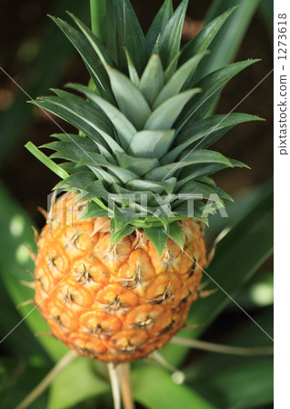 菠蘿 1273618
