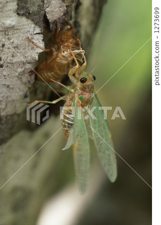 Min-Min-gemi的出現 Min-Min-gemi的出現 1273699