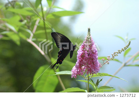 buddleia, spangle, papilio protenor 1273712