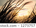 japanese pampas grass, sunset, sunsets 1273757