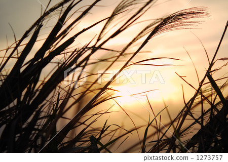 japanese pampas grass, sunset, sunsets 1273757