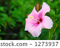 hibiscus, single flower, single wheel 1273937