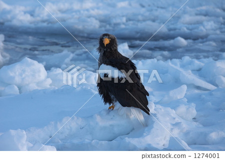 Drift ice and St. Pear 1274001