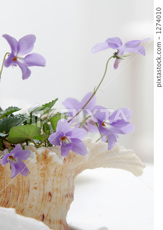 violet, violets, perennials 1274010