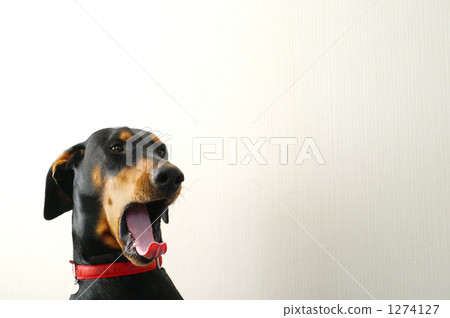 杜賓曼打哈欠 1274127