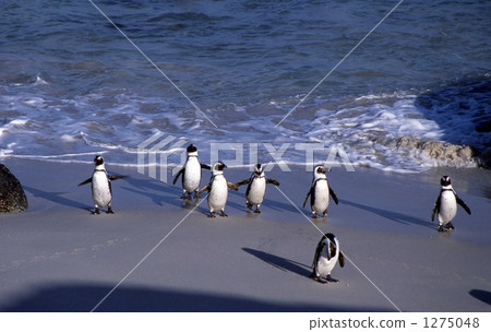 Cape Penguin 1275048