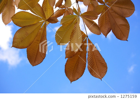 Yellow leaves and autumn sky 1275159