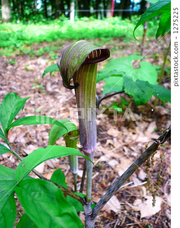 Mamushigusa Mamushigusa 1275225