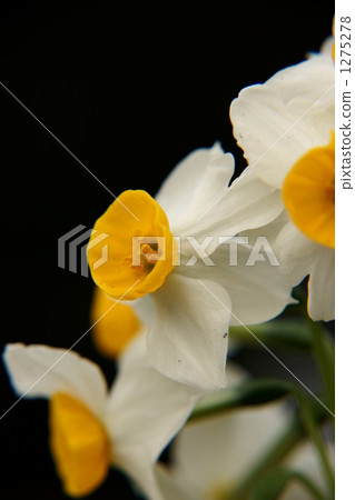 日本水仙花花 1275278