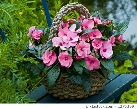 盆栽的鳳仙花裝飾在池塘旁邊的綠色小椅子上 盆栽的鳳仙花裝飾在池塘旁邊的綠色小椅子上 1275399