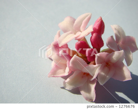Sinking flower Sinking flower 1276676