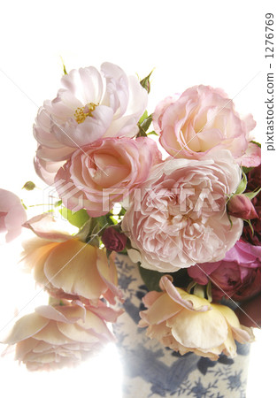 英格蘭玫瑰 玫瑰花 花朵 1276769