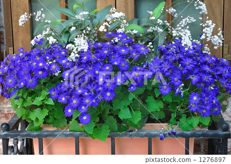 在窗口邊的紫色花 1276897