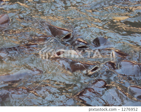 Fighting of bait Fighting of bait 1276952