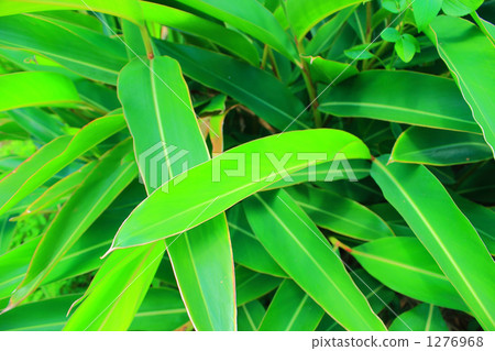 Okinawa Momo Okinawa Momo 1276968