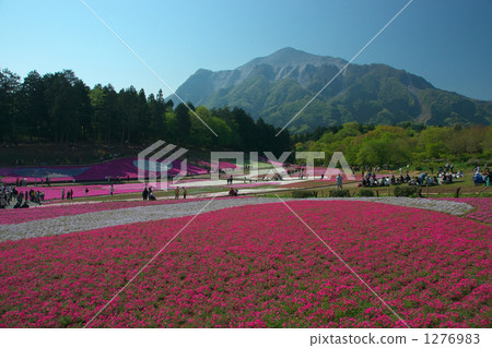 shibazakura hill, yozan park, Mount Bukō 1276983