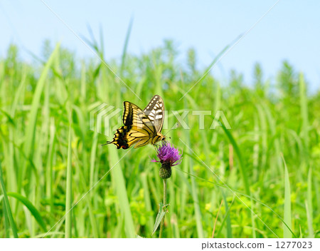 swallowtail, swallowtail butterfly, ibaraki prefecture 1277023
