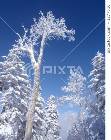 Sunny after snowfall 1277510