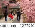 kawazu cherry blossoms, cherry blossom, cherry tree 1277540