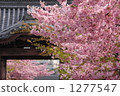 kawazu cherry blossoms, cherry blossom, cherry tree 1277547